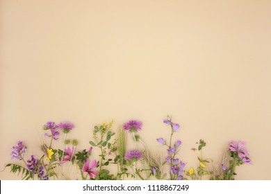 Colorful fresh spring meadow flowers border, Tuscany, Italy