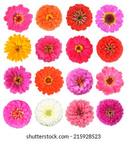 Colorful Fresh Zinnias Isolated On White Stock Photo 215928523 ...