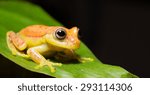 Colorful frog of the amazon Jungle.