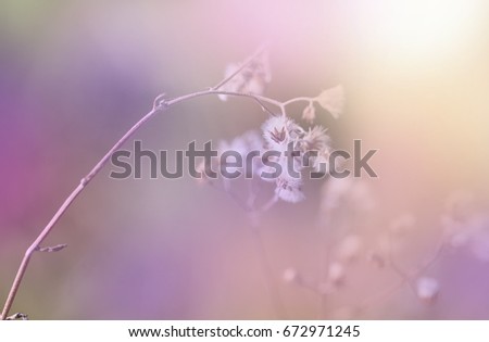 Similar – Image, Stock Photo Here comes the sun Nature