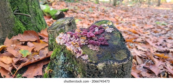 Colorful fungi growing on treestump