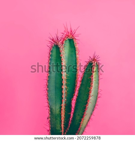 Colorful funky green cactus on pink background. Flat lay mexican desert plant design. Minimal contemporary summer pop art.