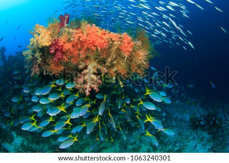 Colorful Fusilier fish schooling and congregating around the Wing of a american fighter plane from worldwar 2 that is overgrown with abundant soft corals in Raja Ampat, Indonesia