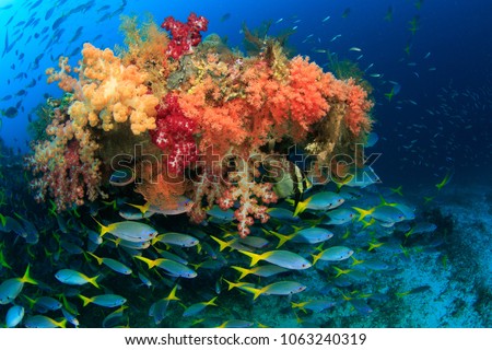 Colorful Fusilier fish schooling and congregating around the Wing of a american fighter plane from worldwar 2 that is overgrown with abundant soft corals in Raja Ampat, Indonesia