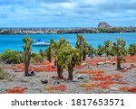 Colorful Galapagos Carpetweed at South Plaza Island, Ecuador.