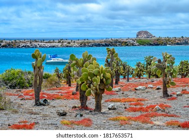 Colorful Galapagos Carpetweed At South Plaza Island, Ecuador.