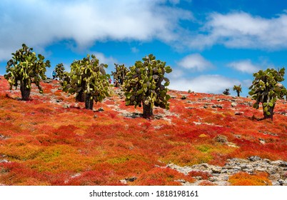 Colorful Galapagos Carpetweed At South Plaza Island, Ecuador.