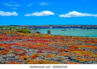 Colorful Galapagos Carpetweed At South Plaza Island, Ecuador.