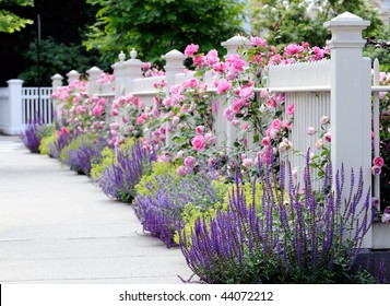 Colorful Garden Border, White Fence And Pink Roses