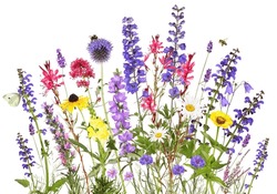 Colorful Garden Flowers With Insects, Isolated Background