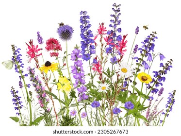 Colorful garden flowers with insects, isolated background