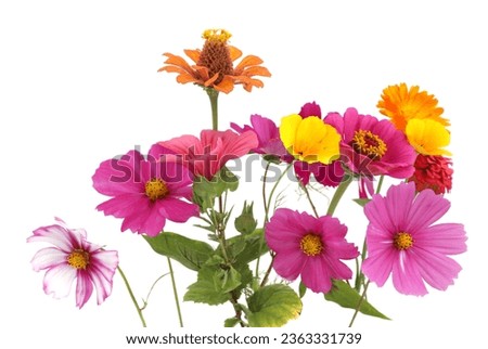 Colorful garden flowers isolated on white background. Blooming beautiful flowers Zinnia, Cosmos, California Poppy, Calendula. 