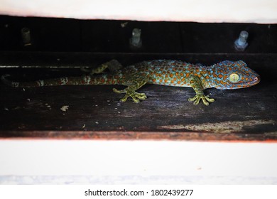 A Colorful Gecko Hiding In A Bin