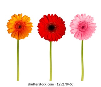 Colorful Gerbers Flowers Isolated