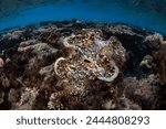 A colorful giant clam, Tridacna squamosa, has grown on a shallow coral reef in Raja Ampat, Indonesia. A variety of giant clam species exist throughout the Coral Triangle.