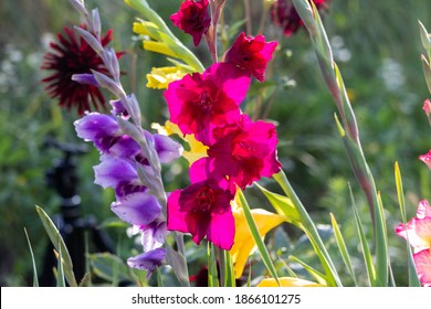 Colorful Gladioli Growing In The Garden