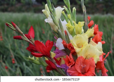 10+ Free Gladiola Photos | Free HD Downloads - Pikwizard