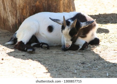 428 Goat laying down Images, Stock Photos & Vectors | Shutterstock