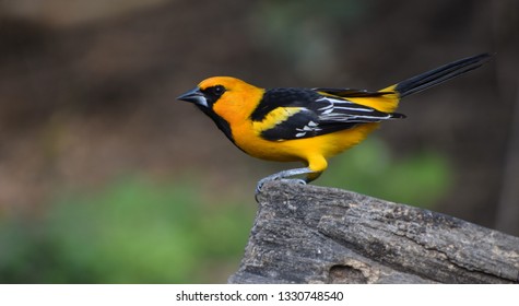 Colorful golden Altamira Oriole looking to the left, standing on a wooden stump, seen at the National Butterfly Center in McAllen, Texas. Background is green trees and is out of focus.