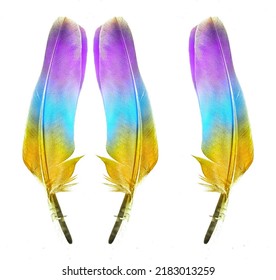 Colorful Golden Yellow Purple Blue Natural Bird Feather Rainbow Feathers Isolated On White Background. Selective Focus With Clipping Path.