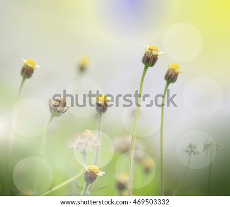 Similar – Foto Bild Gelbe Mohnblüte einer Blumenwiese aus der Froschperspektive