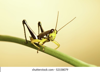 Colorful Grasshopper Of Bolivian Rain Forest Ready To Jump Amazon Tropical Jungle Species With Bright Colors Yellow Green Background With Copy Space