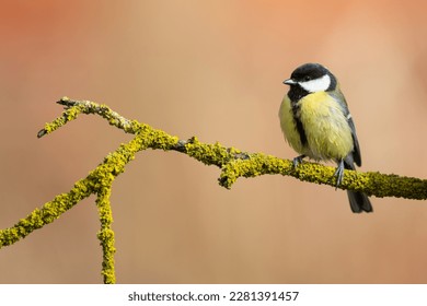 Colorful great tit ( Parus major ) perched on a tree trunk, photographed in horizontal, amazing background	
						