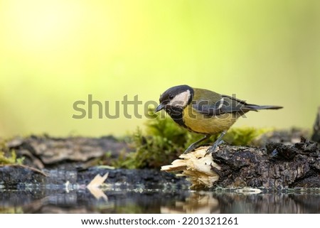 Colorful great tit ( Parus major ) drinking water on forest puddle, photographed in horizontal, summer time