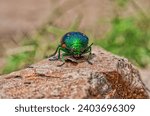 a colorful green blue jewel beetle on a stone in the sunlight 