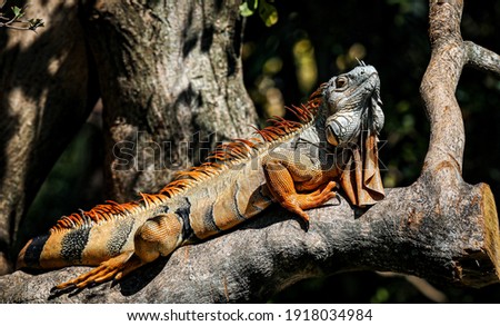Colorful green Iguana. Green Iguanas are native to Brazil and Paraguay as far north as Mexico. They are considered an invasive species in South Florida. 
