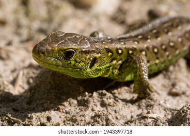 colorful green lizard on stone