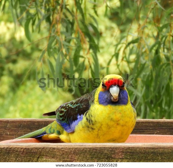 Colorful Green Rosella Perched Bird Feeder Stock Photo Edit Now