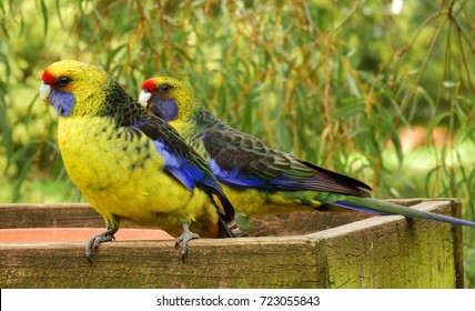 38 Tasmanian rosella Images, Stock Photos & Vectors | Shutterstock