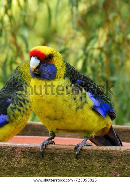 Colorful Green Rosellas Perching On Bird Animals Wildlife