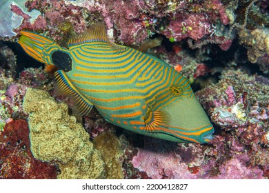 A Colorful Green Tropical Triggerfish Swims By An Encrusted Reel In The South Pacific In Search For Food.