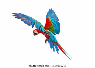 Colorful green wing macaw flying isolated on white background.