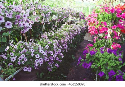 Colorful Greenhouse Full Of Flowers. 35mm Film Scan 