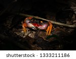 A Colorful Halloween Crab in Central America