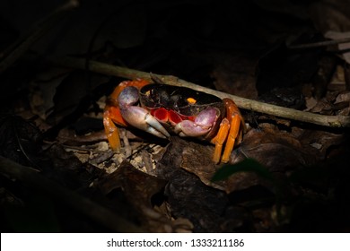 Halloween Moon Crab Images Stock Photos Vectors Shutterstock