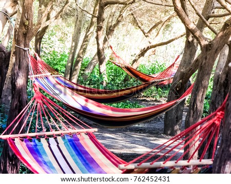 Colorful hammocks outdoors. Trees. Relax concept