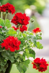 A Colorful Hanging Basket Of Upright, Bright Red Geraniums Blooming In The Sunlight Among Vibrant Green Leaves And A Blurred Background Of Trees In The Spring Or Summer.