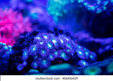 A colorful hard coral macro while diving