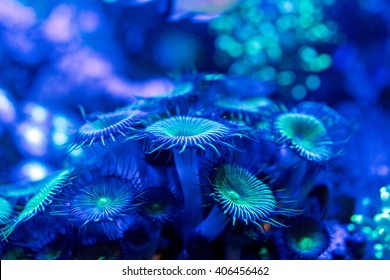 A Colorful Hard Coral Macro While Diving