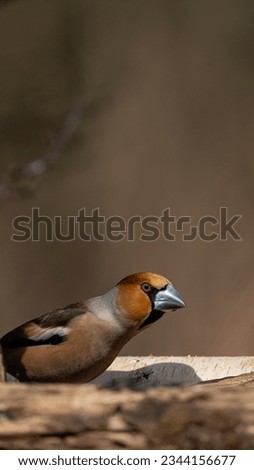 Similar – Hawfinch