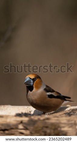 Similar – Hawfinch