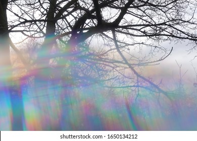 Colorful haze through tree branches abstract lo-fi blur. Iridescent light reflections.