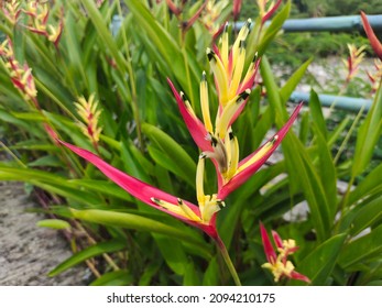 colorful heliconia psittacorum flower in natural garden, red yellow flower - Shutterstock ID 2094210175