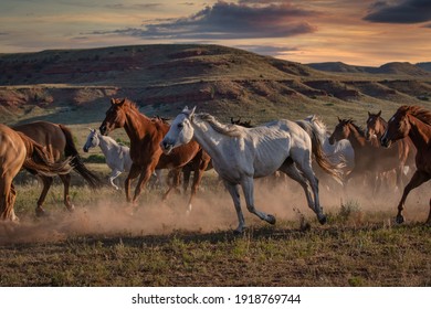 Colorful herd of American Quarter horses galloping in  dust and grass on the open range in the Pryor Mountains of Montana