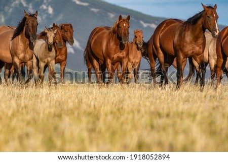 Colorful herd of American Quarter horses  mares ,foals, and stallion on a grassy plain in front of the Pryor Mountains in Montana
