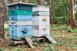 Colorful Hives Of Bees In Forest. Wooden Beehives For Bees Near Trees.